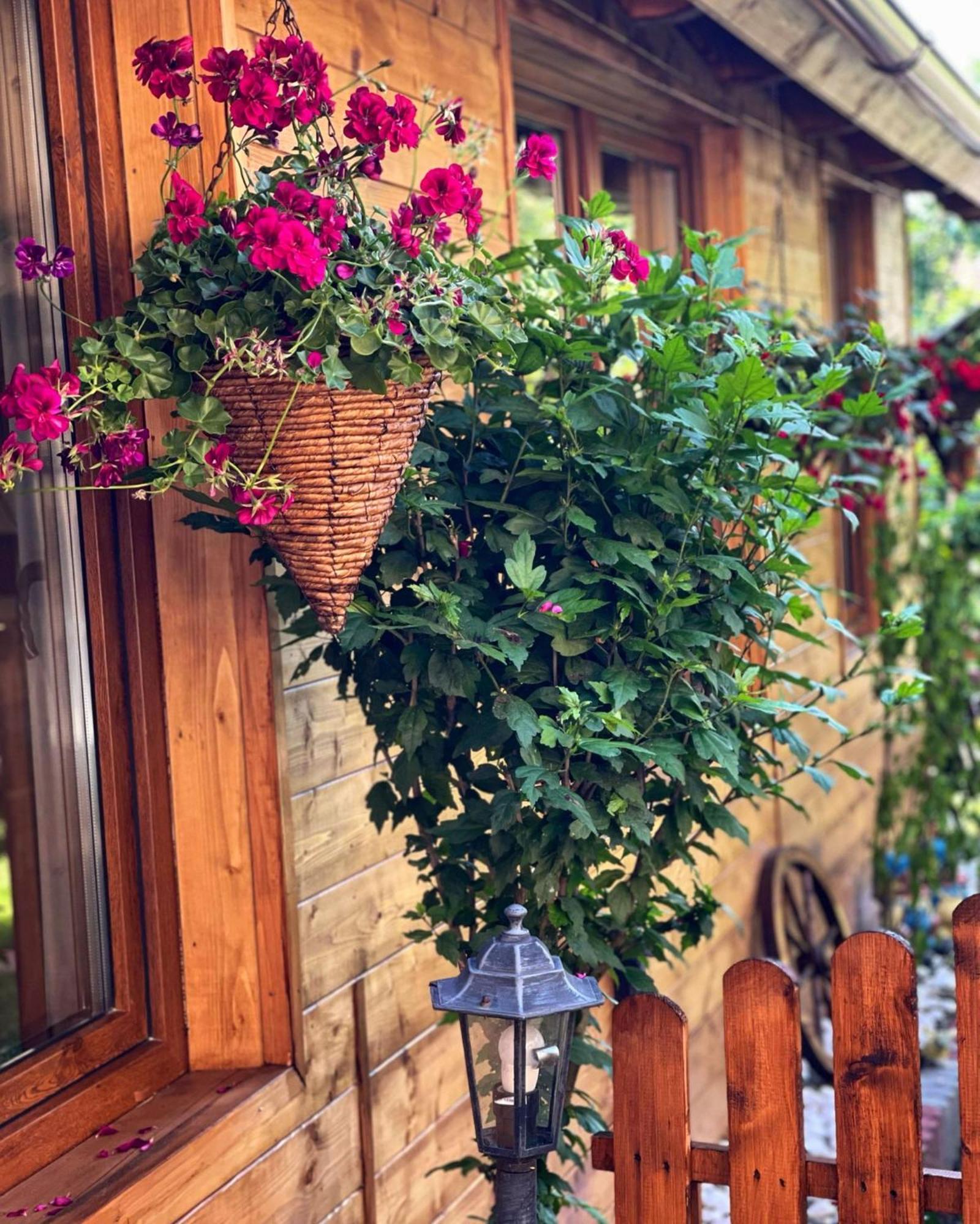 Casa Rosca Hotel Segesvár Kültér fotó
